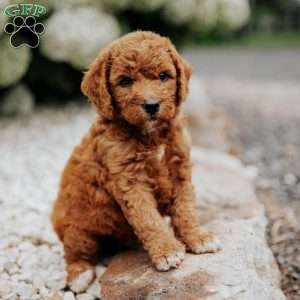 Rita, Mini Goldendoodle Puppy