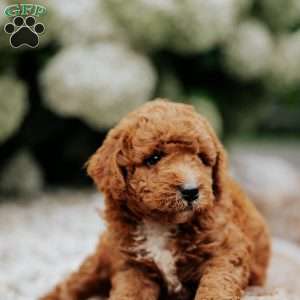 Roman, Mini Goldendoodle Puppy