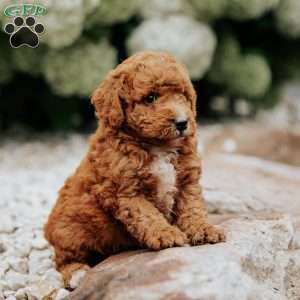 Roman, Mini Goldendoodle Puppy