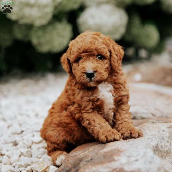 Roman, Mini Goldendoodle Puppy