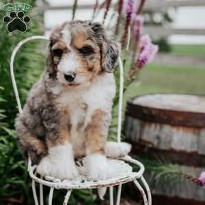 Rosie, Bernedoodle Puppy