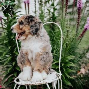 Rosie, Bernedoodle Puppy