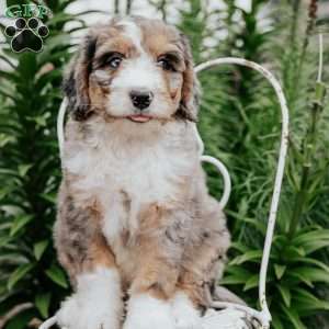 Rosie, Bernedoodle Puppy