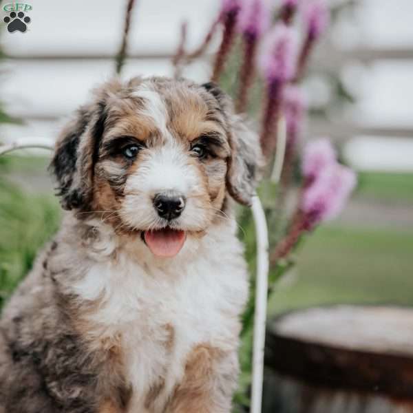 Rosie, Bernedoodle Puppy