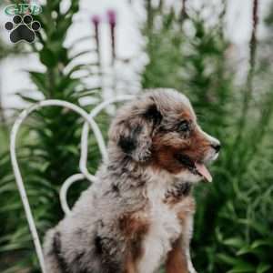 Roxie, Bernedoodle Puppy