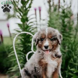 Roxie, Bernedoodle Puppy