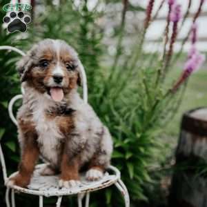 Roxie, Bernedoodle Puppy