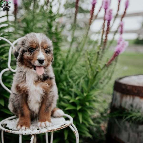 Roxie, Bernedoodle Puppy