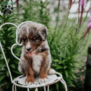 Roxie, Bernedoodle Puppy