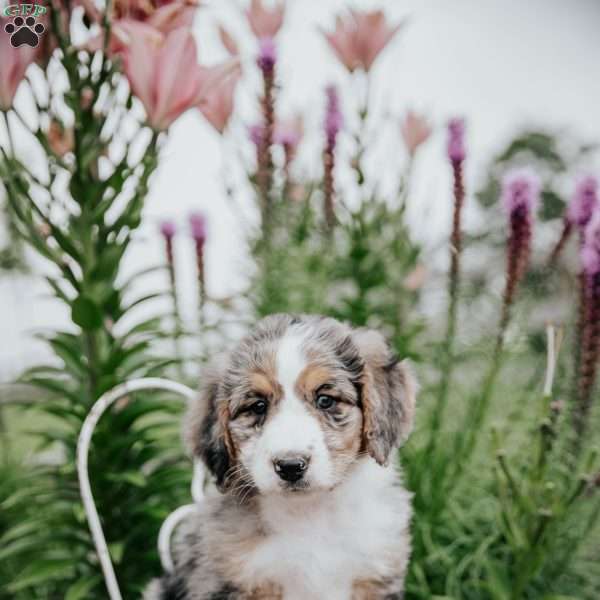 Ruby, Bernedoodle Puppy