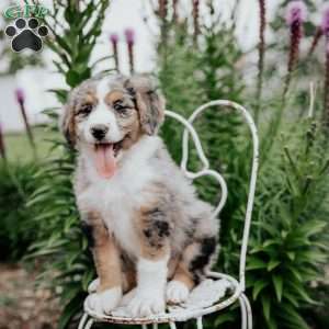 Ruby, Bernedoodle Puppy