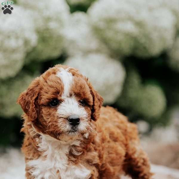 Ruby, Mini Goldendoodle Puppy