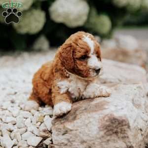 Ruby, Mini Goldendoodle Puppy