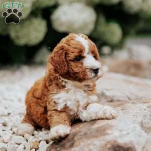 Ruby, Mini Goldendoodle Puppy