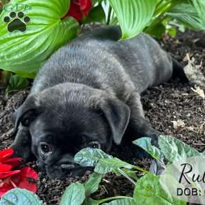 Ruby, Bugg Puppy