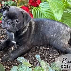 Ruby, Bugg Puppy