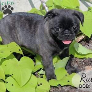 Ruby, Bugg Puppy