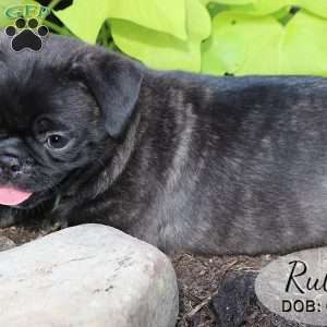 Ruby, Bugg Puppy