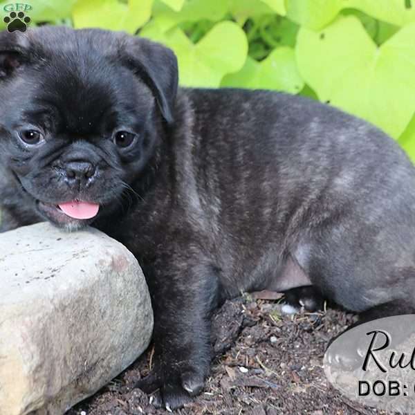 Ruby, Bugg Puppy