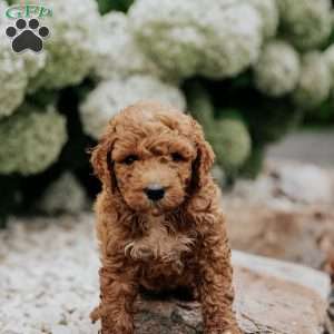 Russel, Mini Goldendoodle Puppy
