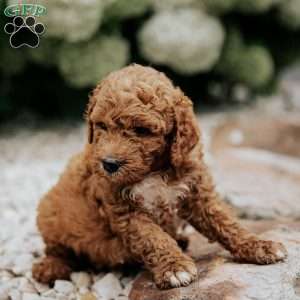 Russel, Mini Goldendoodle Puppy