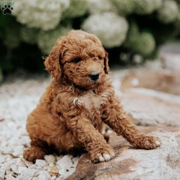 Russel, Mini Goldendoodle Puppy