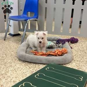 Shelby, West Highland Terrier Puppy