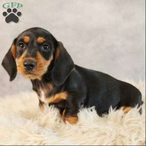 Snoopy, Dachshund Puppy