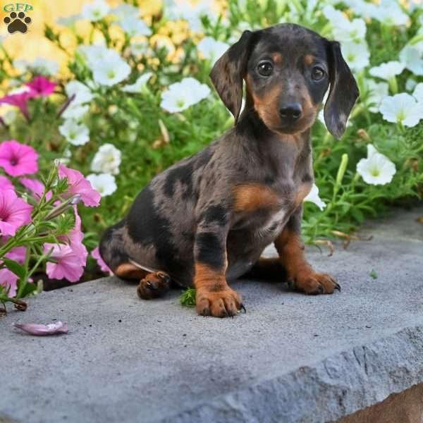 Sophie, Dachshund Puppy