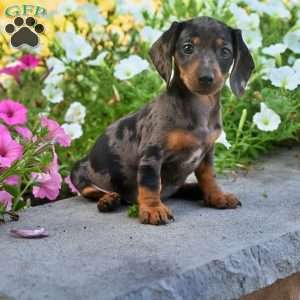Sophie, Dachshund Puppy