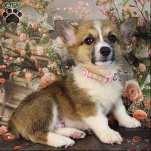 Taffy, Pembroke Welsh Corgi Puppy