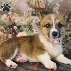Taffy, Pembroke Welsh Corgi Puppy