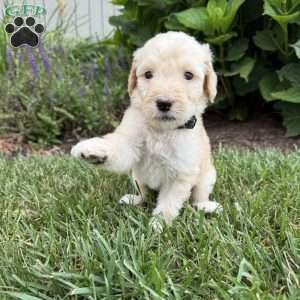 Otis, Sheepadoodle Puppy
