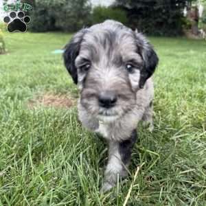 Perry, Sheepadoodle Puppy