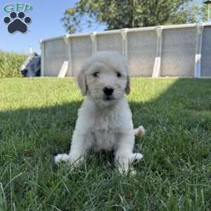 Otis, Sheepadoodle Puppy