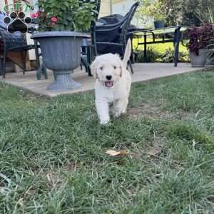 Otis, Sheepadoodle Puppy