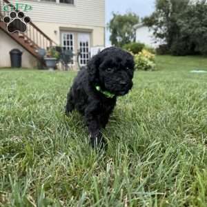 Holly, Sheepadoodle Puppy