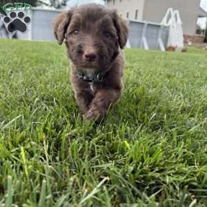 Forrest, Sheepadoodle Puppy
