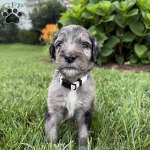 Perry, Sheepadoodle Puppy