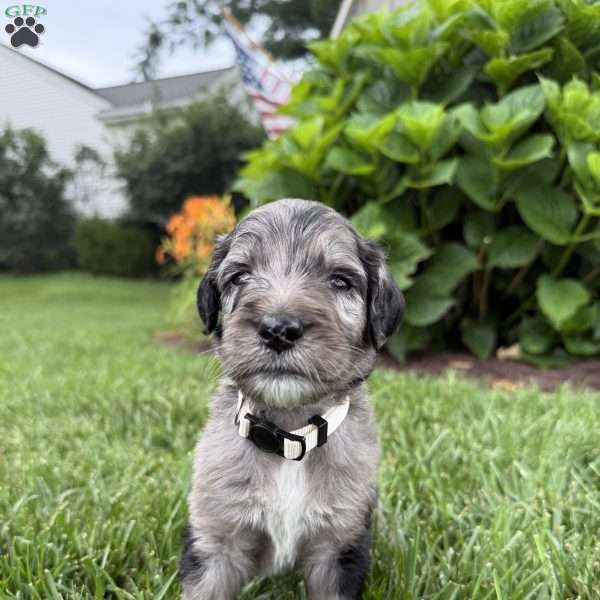 Perry, Sheepadoodle Puppy