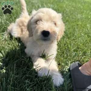 Otis, Sheepadoodle Puppy