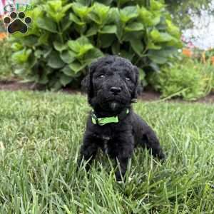 Holly, Sheepadoodle Puppy