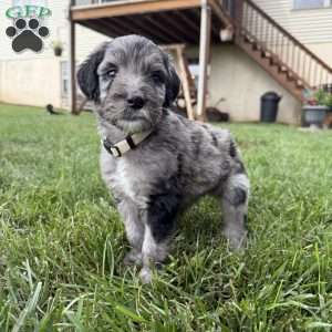 Perry, Sheepadoodle Puppy