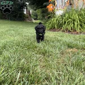 Holly, Sheepadoodle Puppy