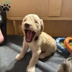 Otis, Sheepadoodle Puppy
