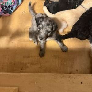 Perry, Sheepadoodle Puppy