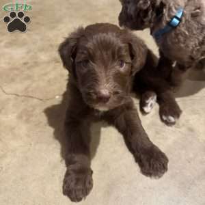 Forrest, Sheepadoodle Puppy