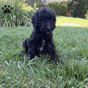 Holly, Sheepadoodle Puppy