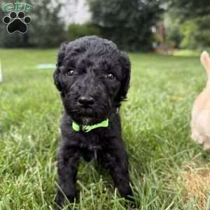 Holly, Sheepadoodle Puppy