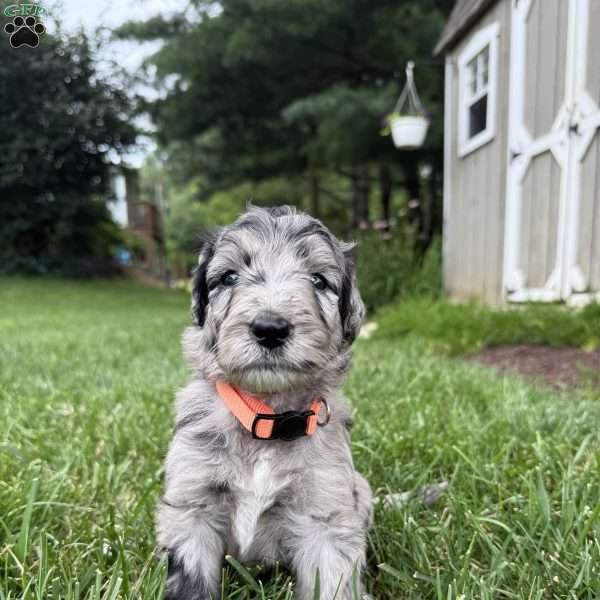 Sumner, Sheepadoodle Puppy